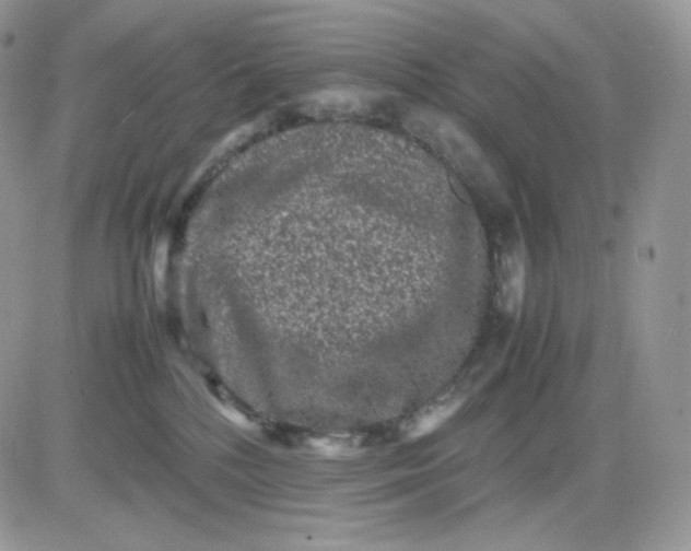 X0000081430232200701261830