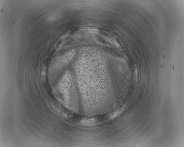 X0000081430271200701261830