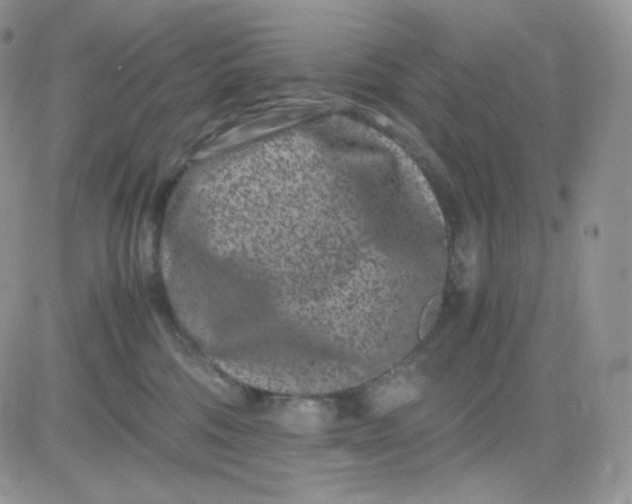 X0000081430330200701261829