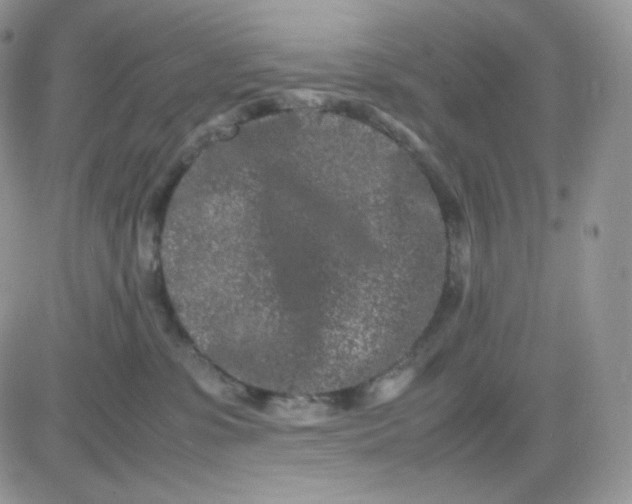 X0000081430331200701261829