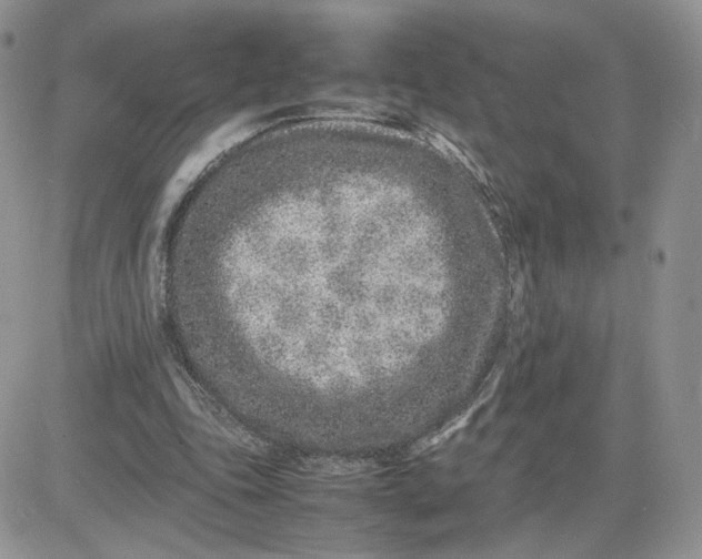 X0000081430343200701261828