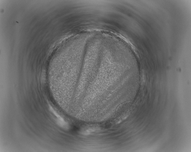 X0000081430353200701261828