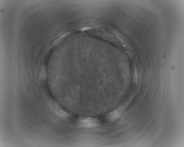 X0000081430467200701261827