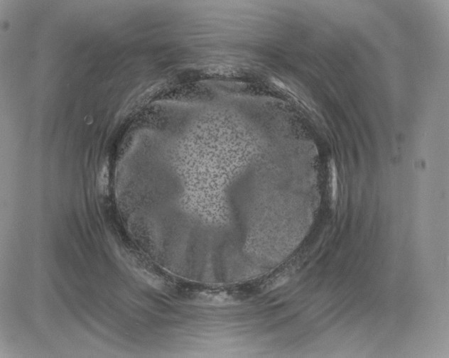 X0000081430502200701261826