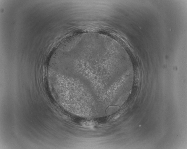 X0000081430503200701261826