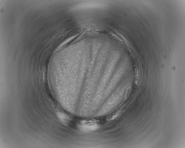 X0000081430553200701261825