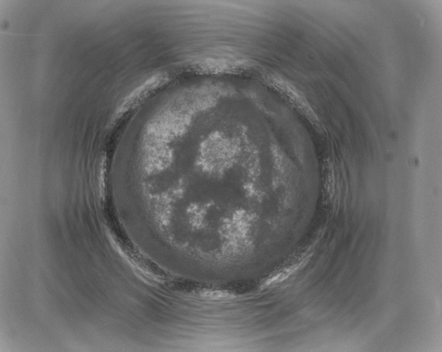 X0000081430590200701261825