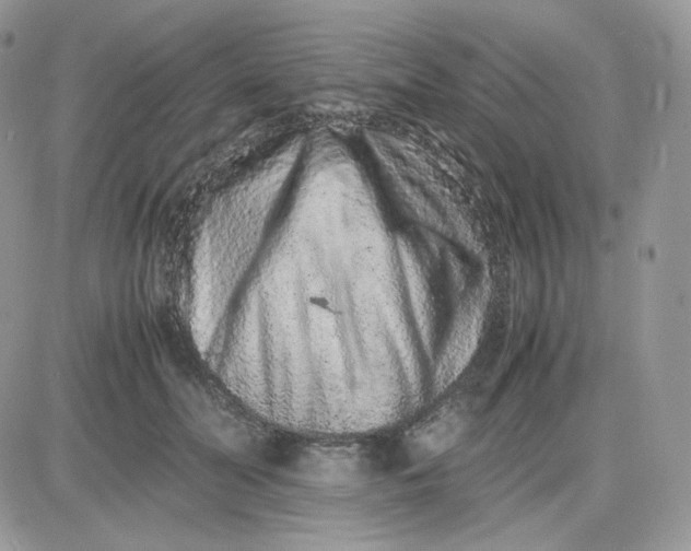 X0000081430606200701261824