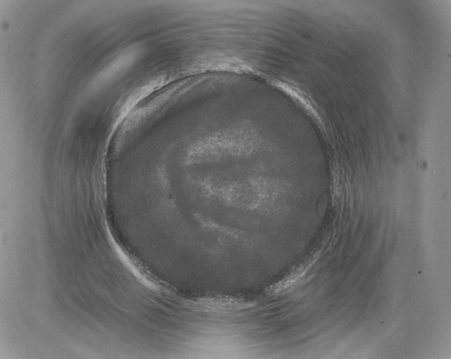 X0000081430630200701261823