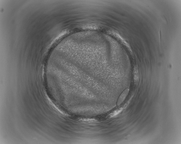 X0000081430637200701261823