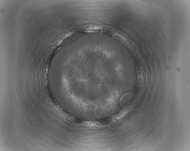 X0000081430654200701261824