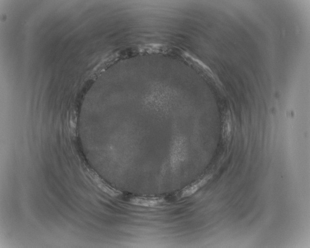 X0000081430661200701261824