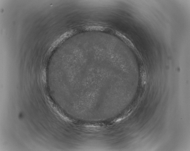 X0000081430729200701261822