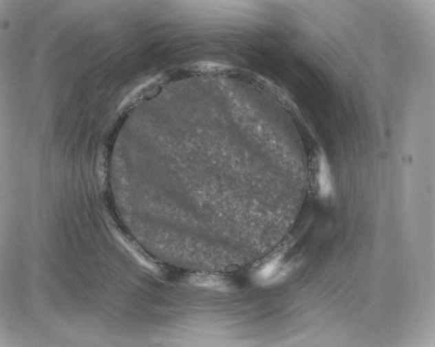 X0000081430762200701261822