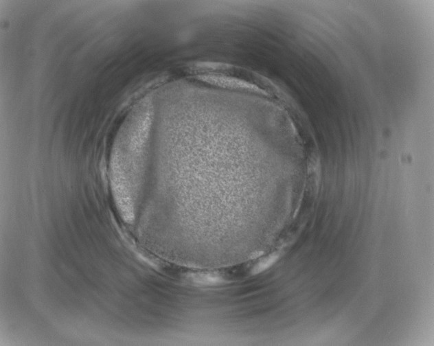 X0000081430765200701261822