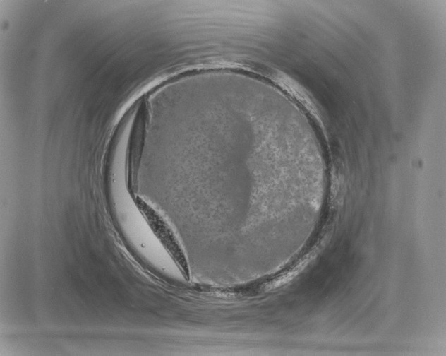 X0000081430789200701261821