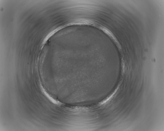 X0000081430842200701261820