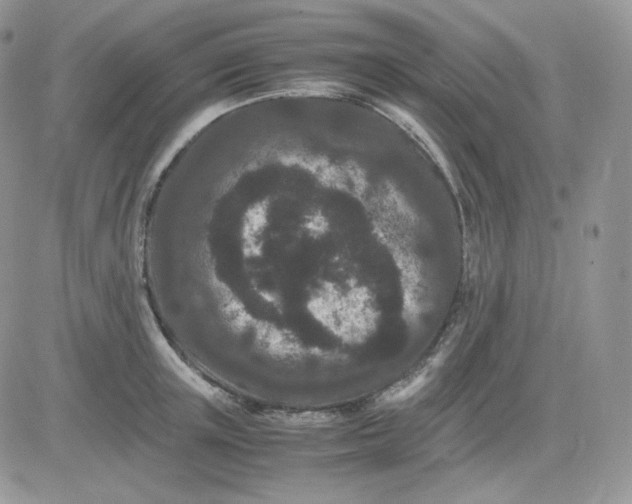 X0000081430851200701261821