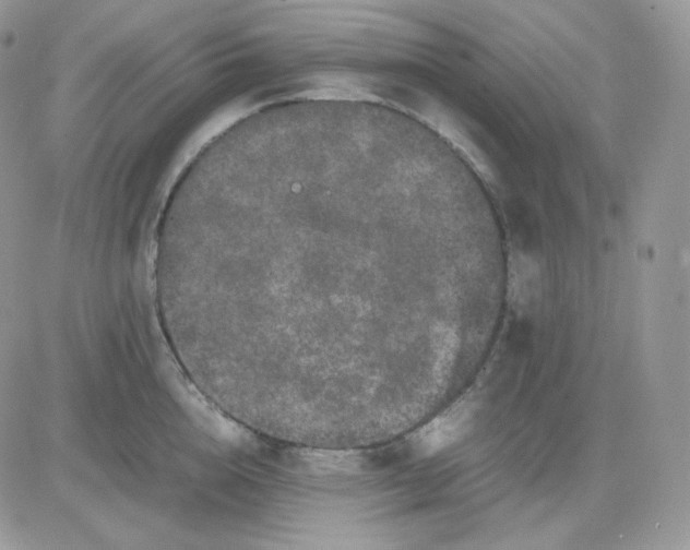 X0000081430856200701261821