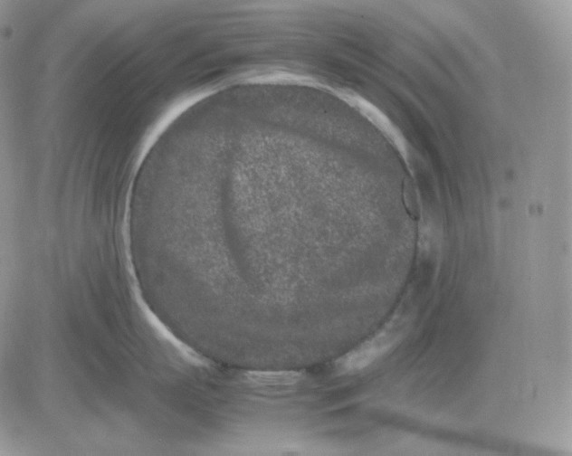 X0000081430863200701261821