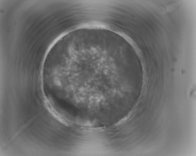 X0000081430864200701261821