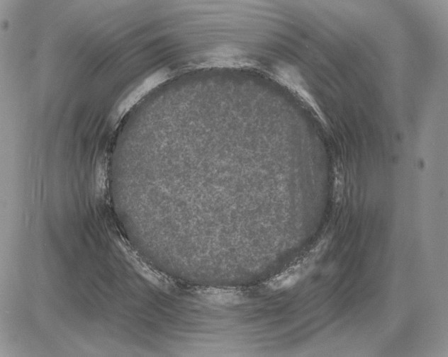 X0000081430874200701261820