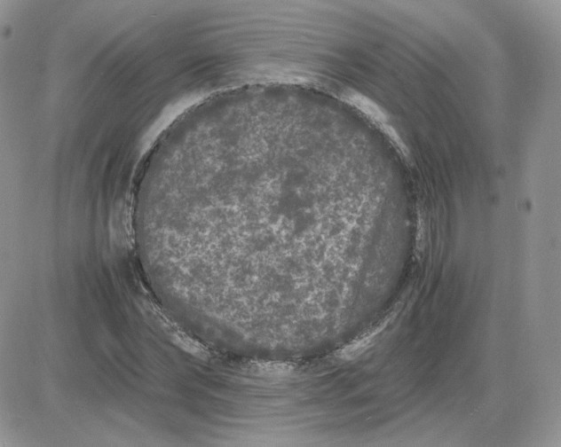 X0000081430878200701261820