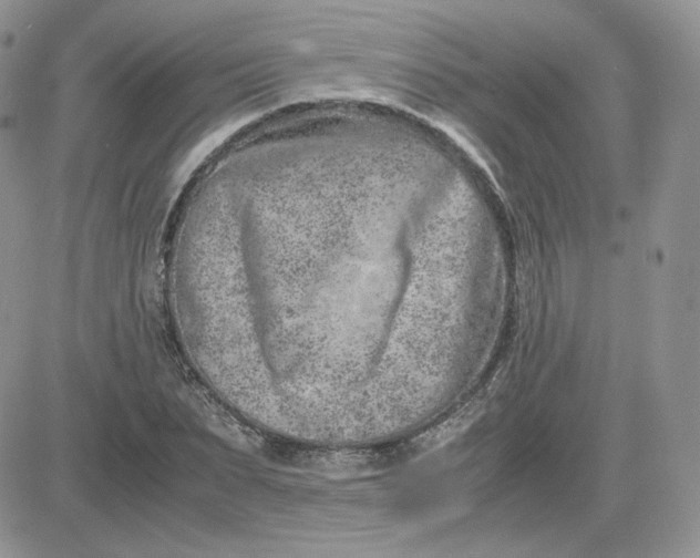 X0000081430879200701261820