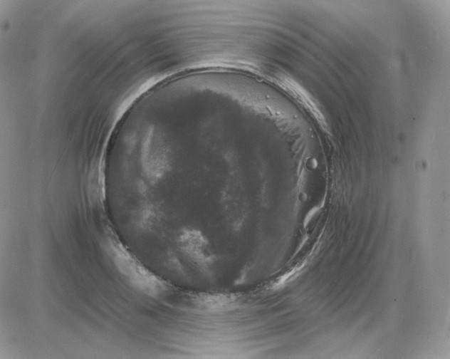 X0000081430892200701261820