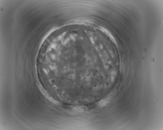 X0000081430899200701261819