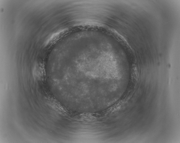 X0000081430918200701261819