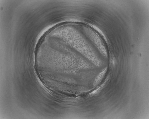 X0000081430935200701261819