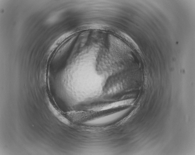 X0000081430938200701261819