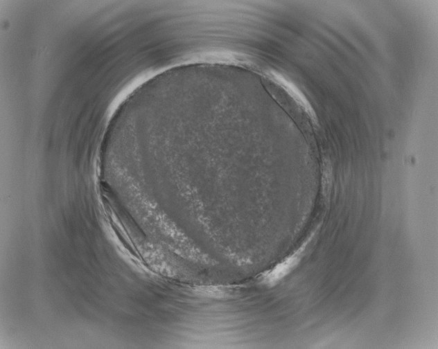 X0000081430944200701261819