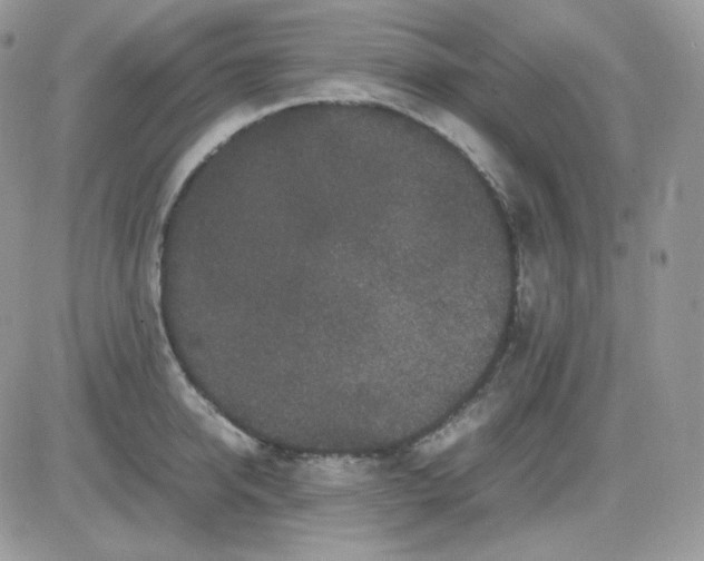 X0000081430950200701261819