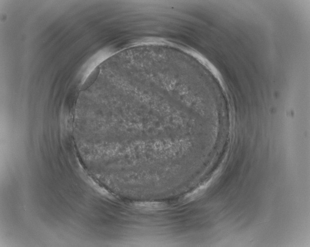 X0000081430953200701261819