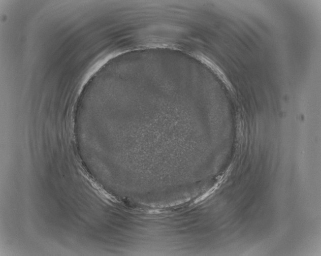 X0000081431023200701261817