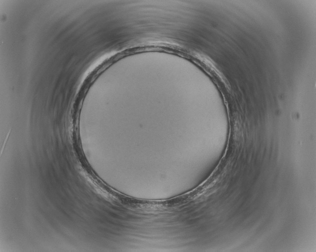 X0000081431024200701261817