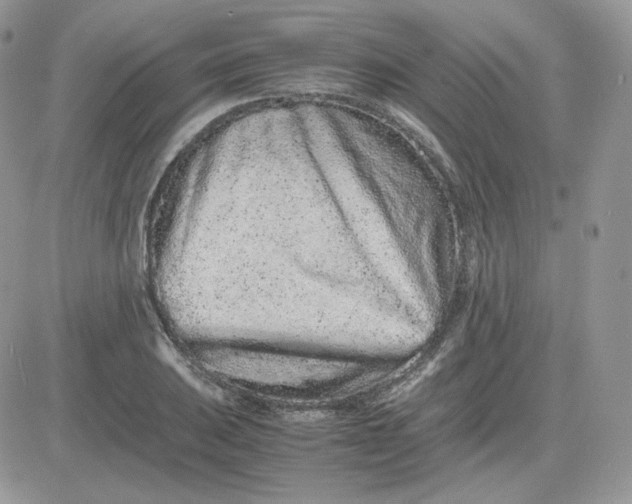 X0000081431031200701261817