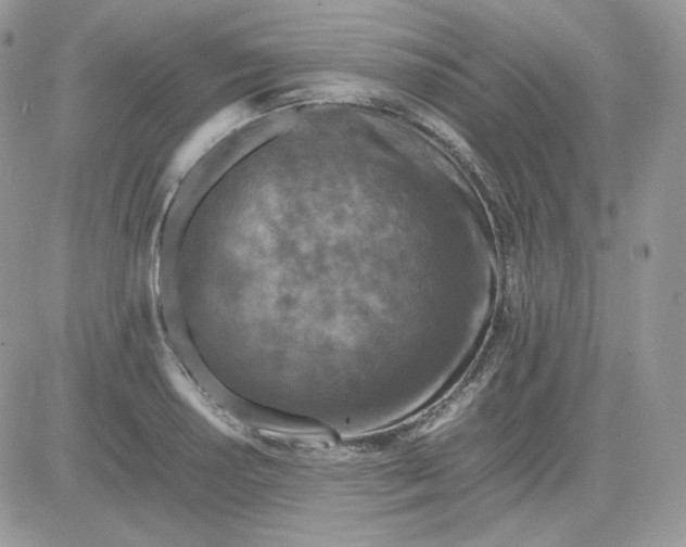 X0000081431034200701261817