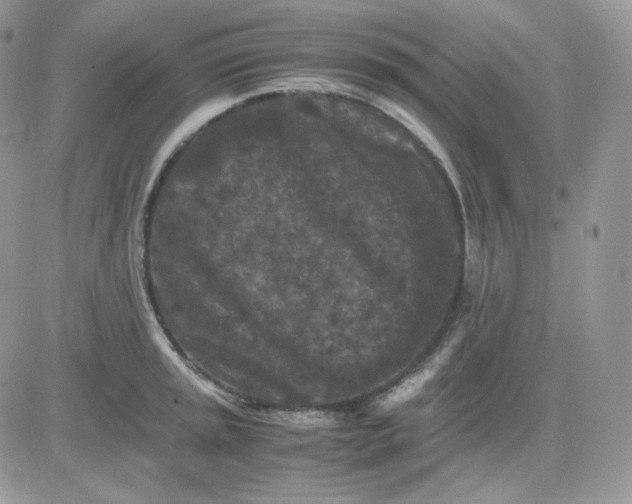 X0000081431045200701261817