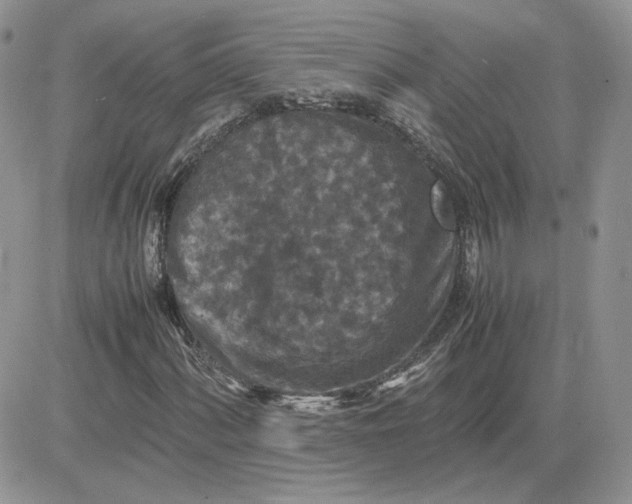 X0000081431060200701261817