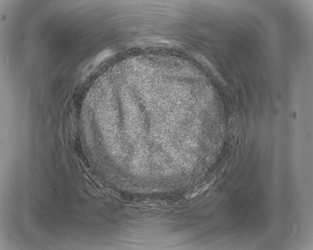 X0000081431063200701261817