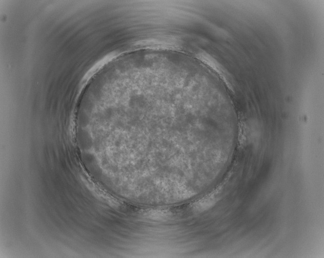 X0000081431074200701261817