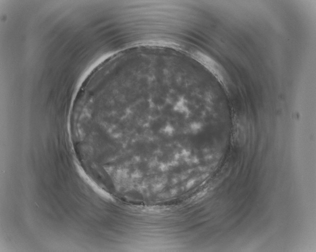 X0000081431084200701261816