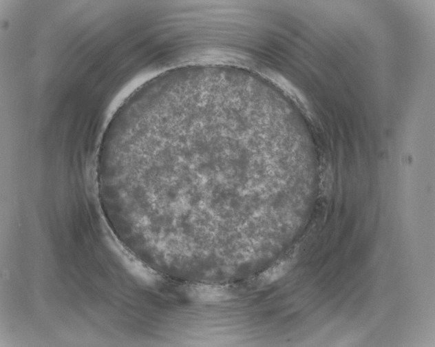 X0000081431086200701261816