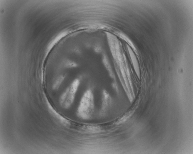 X0000081431095200701261816