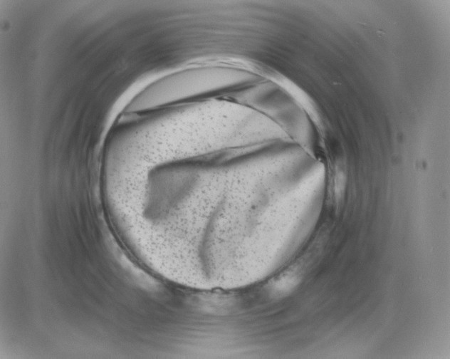 X0000081431102200701261816