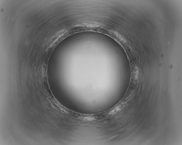 X0000081431110200701261815