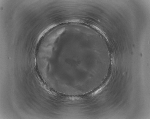 X0000081431117200701261816